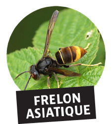 Conférence frelon asiatique